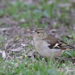 Eurasian Chaffinch