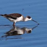 Black-winged Stilt