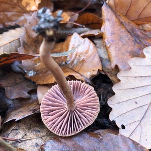 Amethyst Deceiver