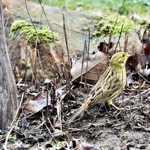 Yellowhammer