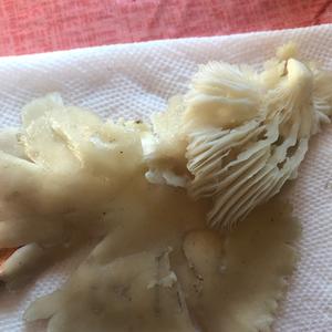 Oyster Mushroom