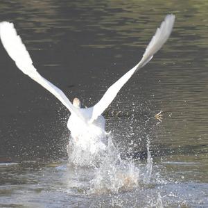 Mute Swan