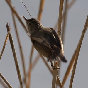 Eurasian Reed-warbler