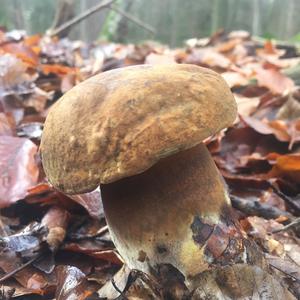 Dotted-stem Bolete