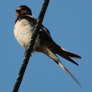 Barn Swallow