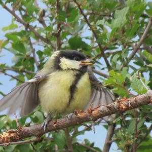 Great Tit