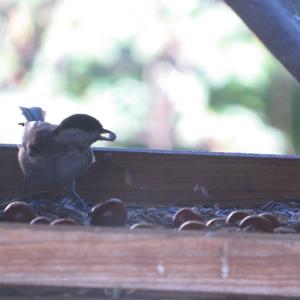 Marsh Tit