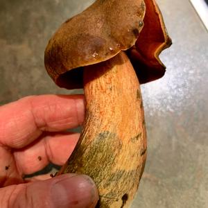 Dotted-stem Bolete