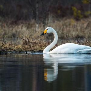 Whooper Swan