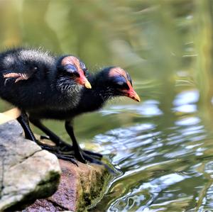 Common Moorhen