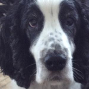 Spaniel (English Cocker)