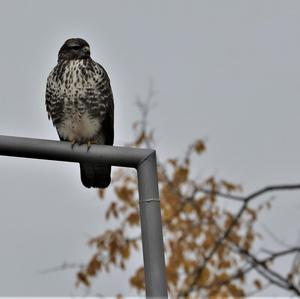 Mäusebussard