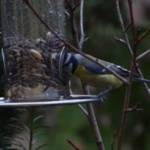 Blue Tit