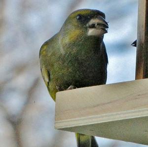 European Greenfinch