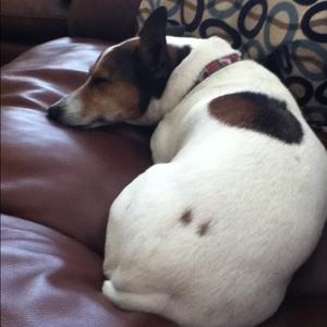 Jack Russell Terrier