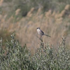 Great Grey Shrike