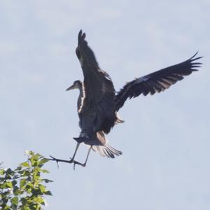 Grey Heron