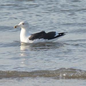 Great Black-backed Gull