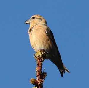 Red Crossbill