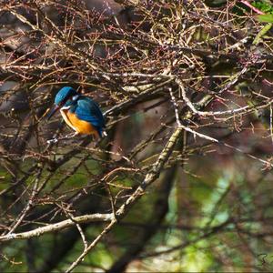 Eisvogel