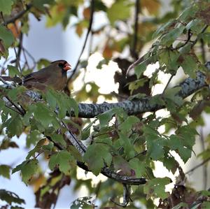 Northern Cardinal