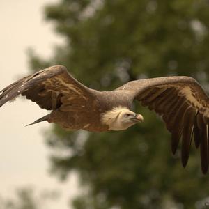 Griffon Vulture