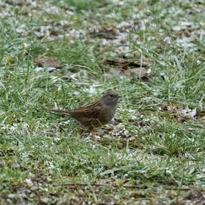 Hedge Accentor