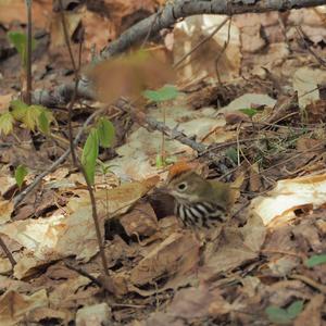 Ovenbird