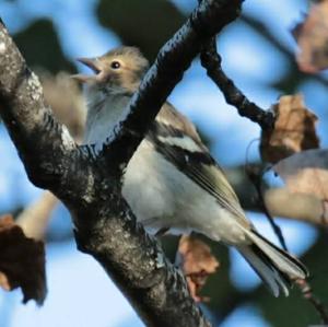 Eurasian Chaffinch