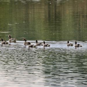 Greylag Goose