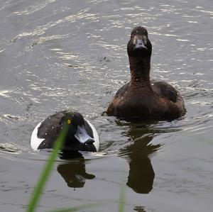 Tufted Duck