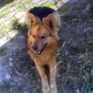 Unknown Breed