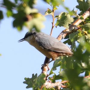 Wood Nuthatch