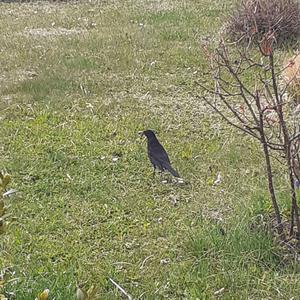 Amsel