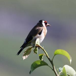 European Goldfinch