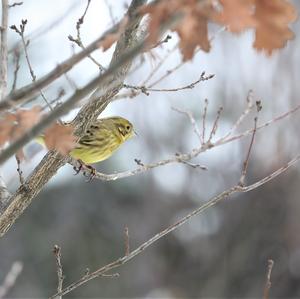 Yellowhammer