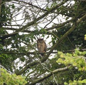 Long-eared Owl