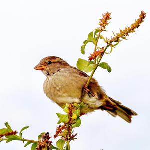 House Sparrow