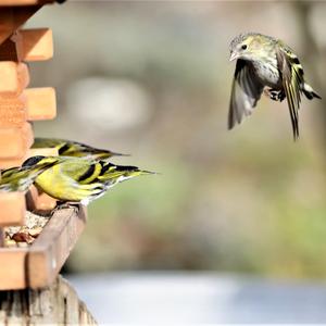 Eurasian Siskin