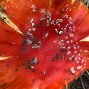 Fly Agaric