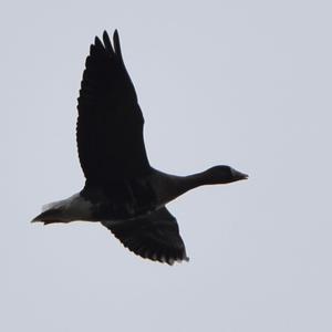 Greater White-fronted Goose