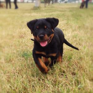 Rottweiler