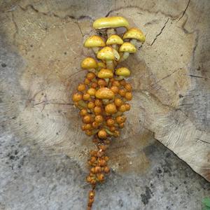 Golden Pholiota