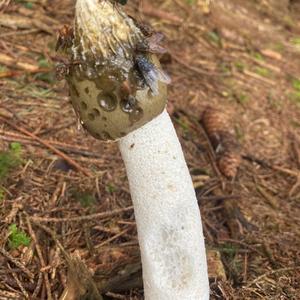 Stinkhorn, Common