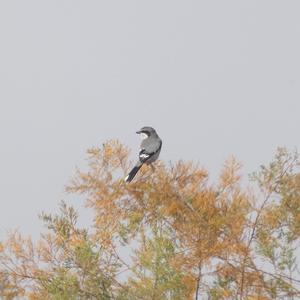 Great Grey Shrike