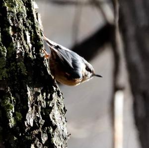 Wood Nuthatch