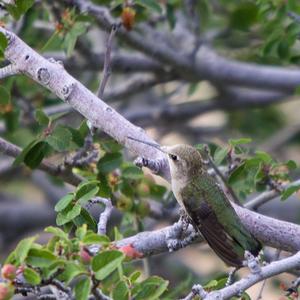 Costa's Hummingbird