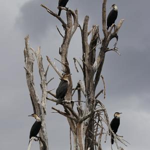 Reed Cormorant