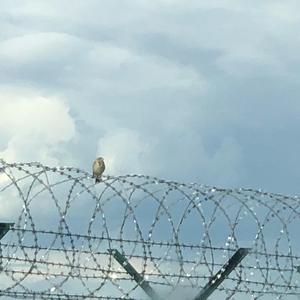 Corn Bunting