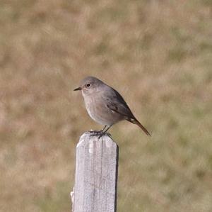 Black Redstart